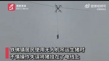 Drone Pig Airlift Goes Spectacularly Wrong, Causes 10-Hour Blackout