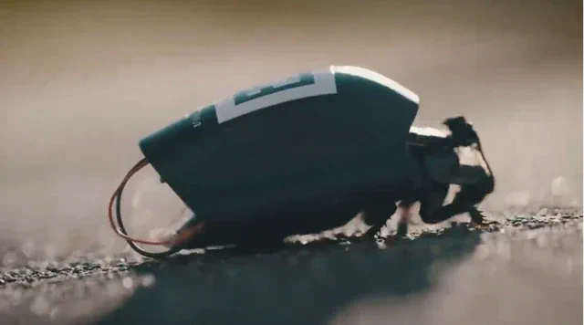 NATO की सेनाओं में अब तैनात होंगे साइबोर्ग कीटों के झुंड