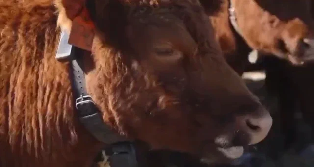 「フェンスなき牧場」の衝撃。ピーター・ティールが賭けるNZ発のAI首輪、評価額20億ドルへ