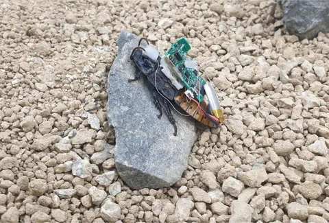 This AI Backpack Gives Cyborg Cockroaches a Mind of Their Own