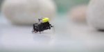 Beijing Researchers Create Ultrafast 2cm Microbot in Insect Study